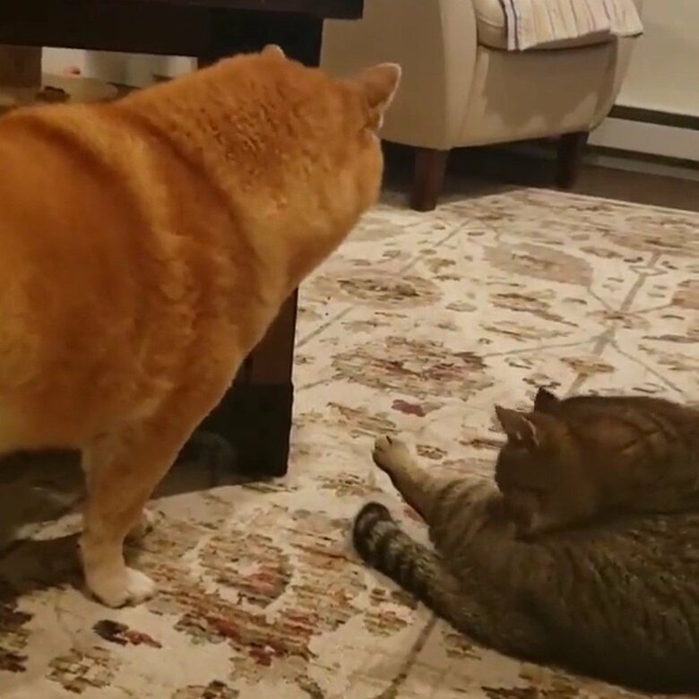 同居猫の毛づくろいに遭遇した、ミミちゃん