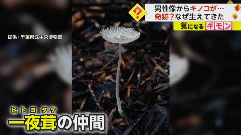 彫刻に生えてきた一夜茸の仲間