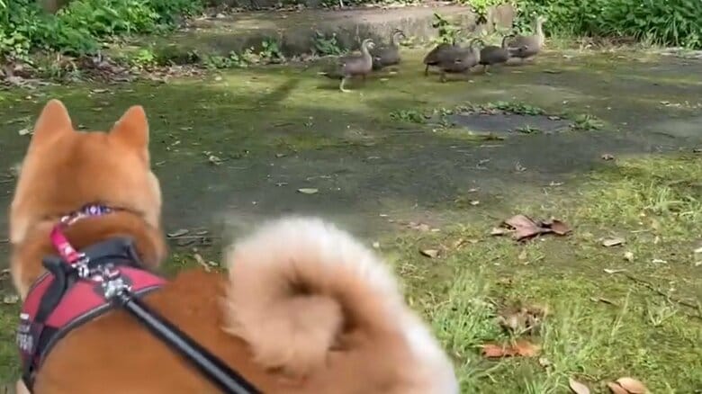 カルガモたちに遭遇してびっくり