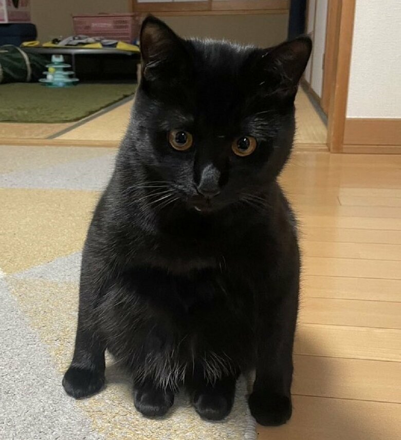 「ニャンキー座り」が印象に残っているポーズ