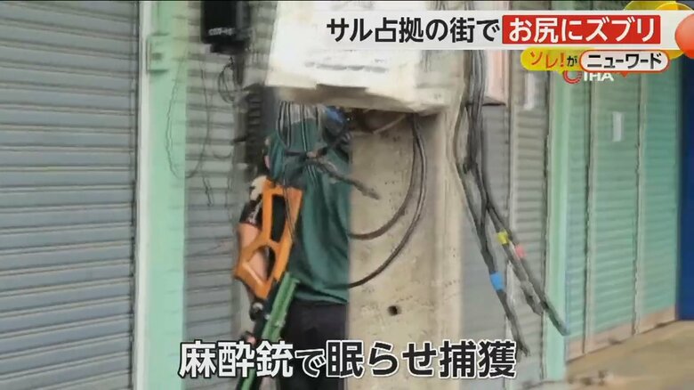 人間たちを全く怖がる様子がないサルたちを眠らせて捕まえる麻酔銃