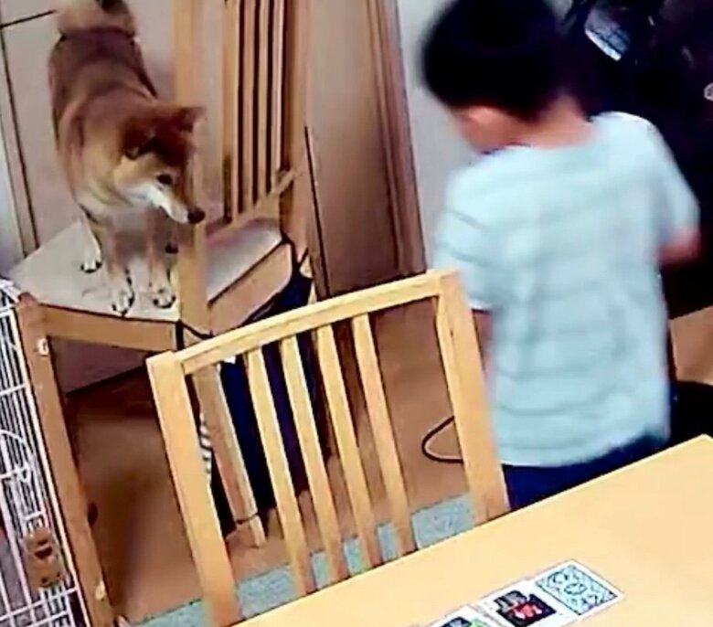 提供：柴犬勇者むぎさん