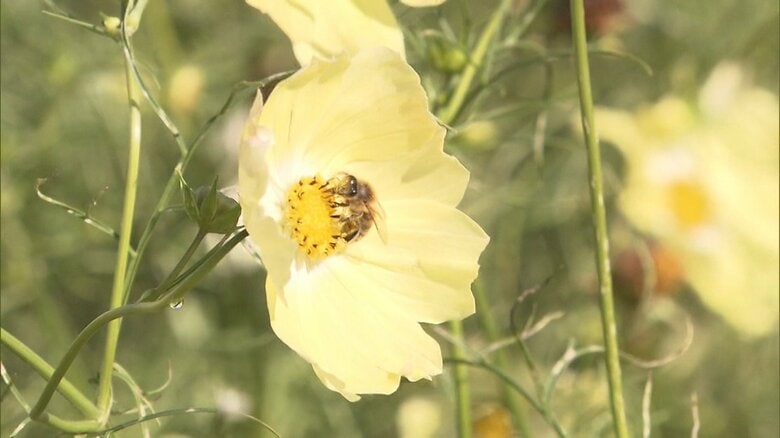昭和記念公園のコスモス　2015年11月撮影