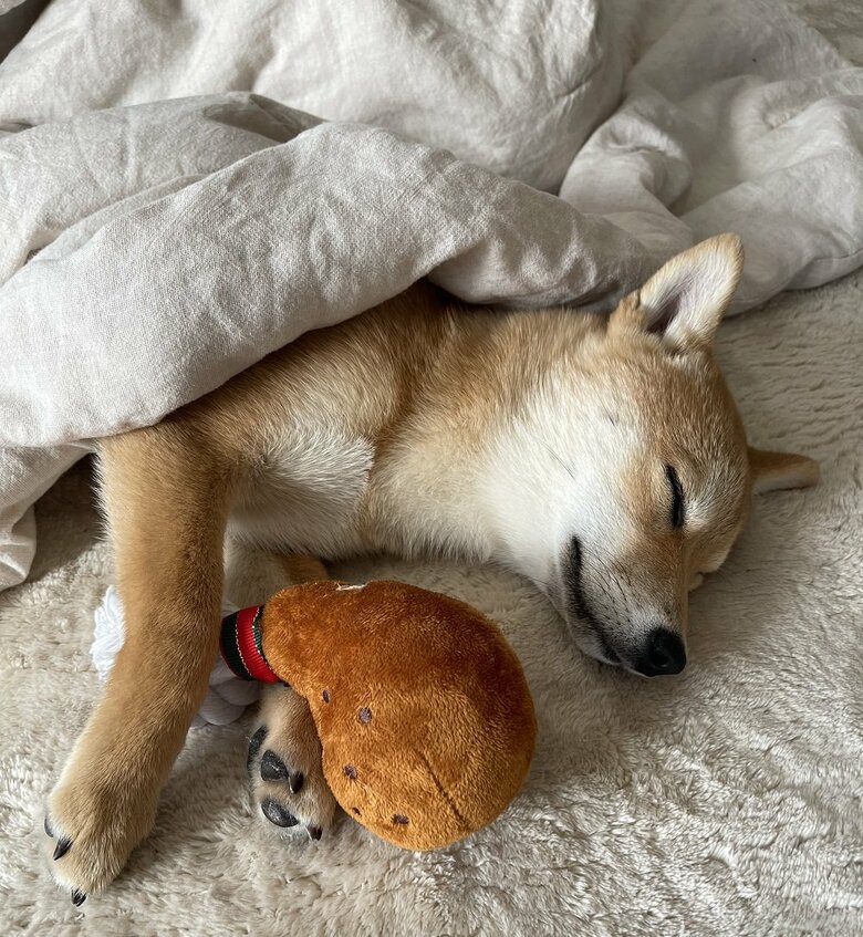 お肉のぬいぐるみを抱いて夢の中