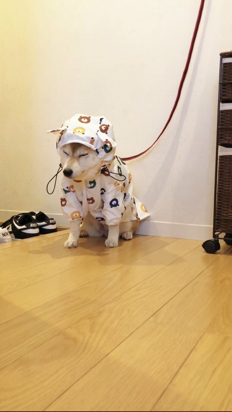 朝から濡れるのを悟りながら飼い主の散歩準備を静かに待つ（提供：柴犬ももさん）