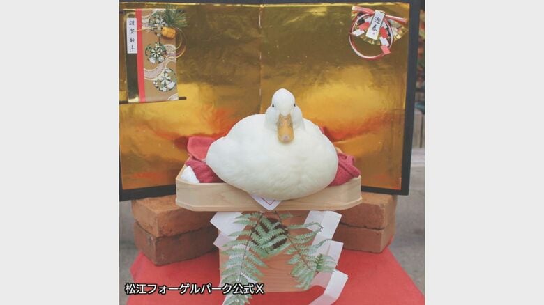 まるで鏡餅！？コールダック