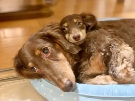 リアくんの上に乗っちゃうルクちゃん