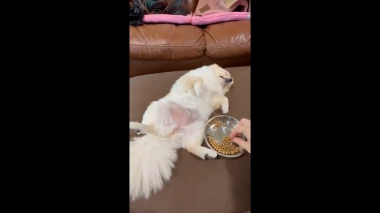 お腹丸出しで無防備な姿