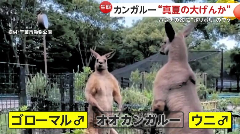 にらみ合うオスのオオカンガルーの「ゴローマル」と「ウニ」