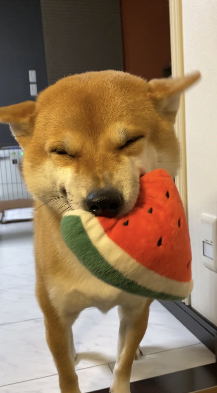 提供：柴犬 雷吾さん