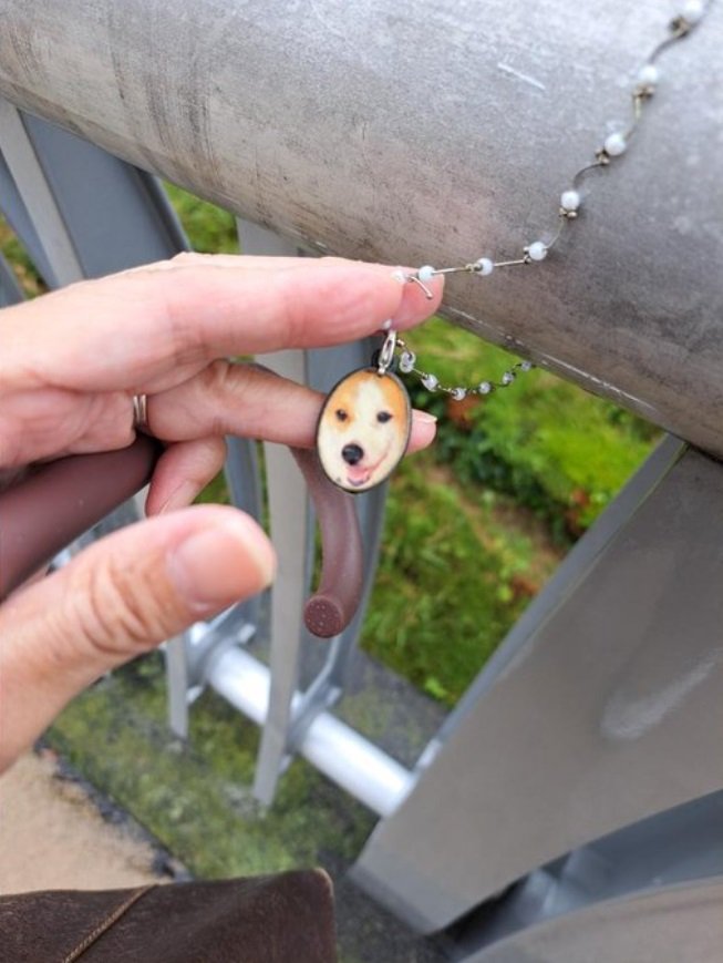 飼い主さんが送ってもらったという写真