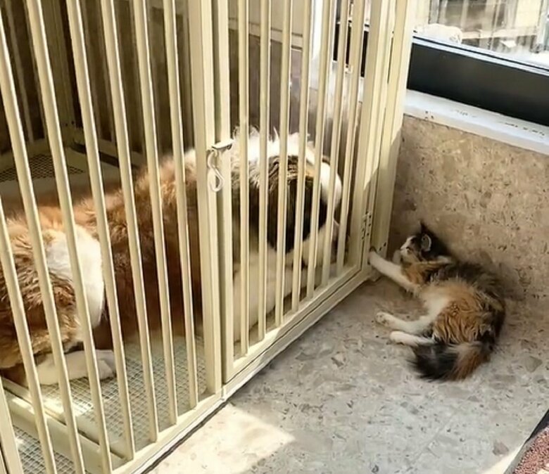 サークル越しに戯れあう2匹