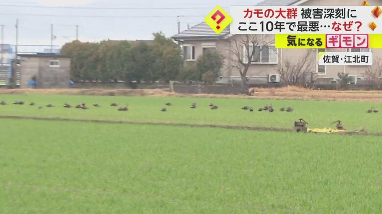食料を求め地上へ。農家が悩まされている