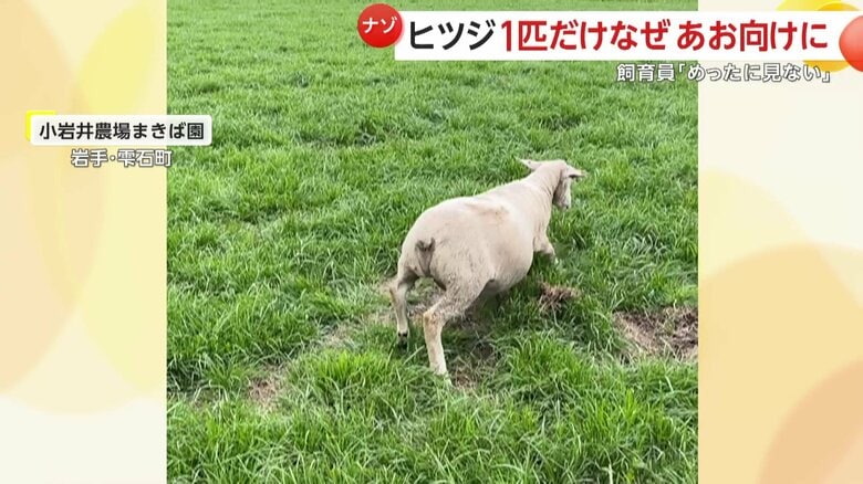 無事に起き上がれた羊