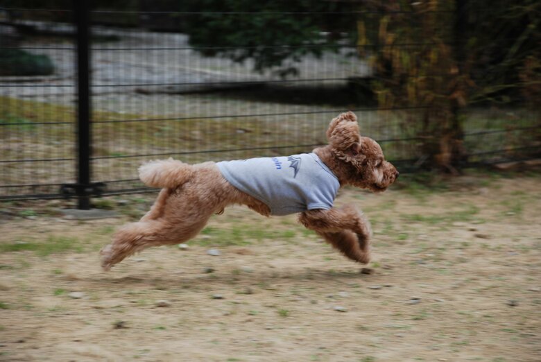 元気に走るデコピン君（3歳の頃）