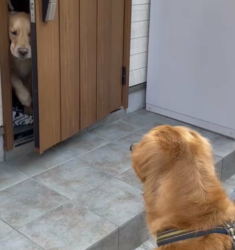 ドアが開くとセナくんはラックスくんのところへ！