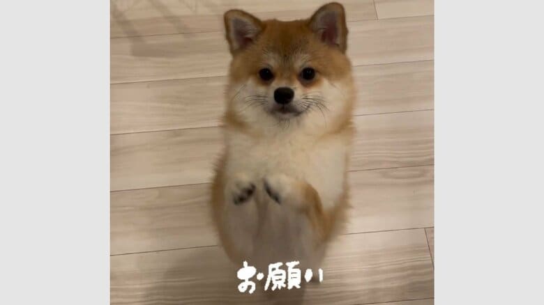 お願いする時もこのポーズをするという