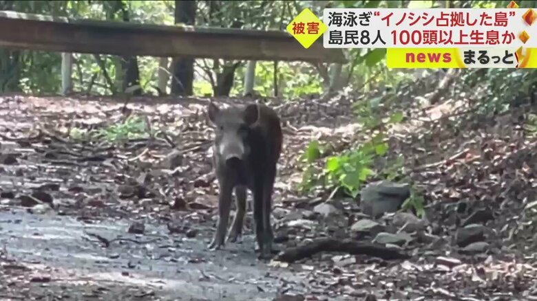 20年ほど前まではいなかったというイノシシが、今や島の至るところに出没