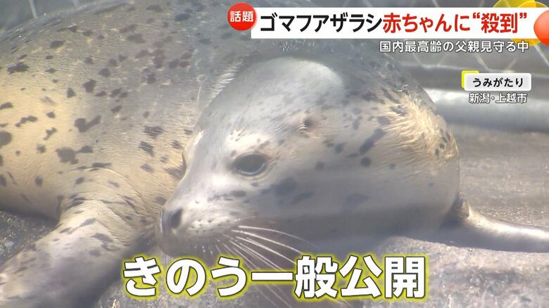 10日に一般公開されたゴマフアザラシの子ども