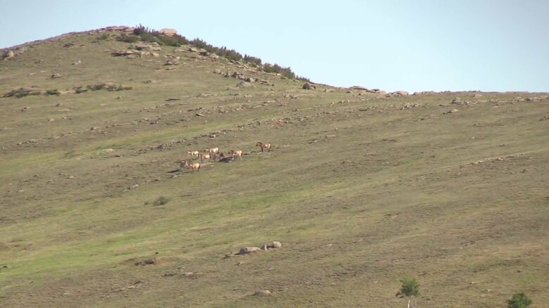 ホスタイ国立公園の「モウコノウマ」