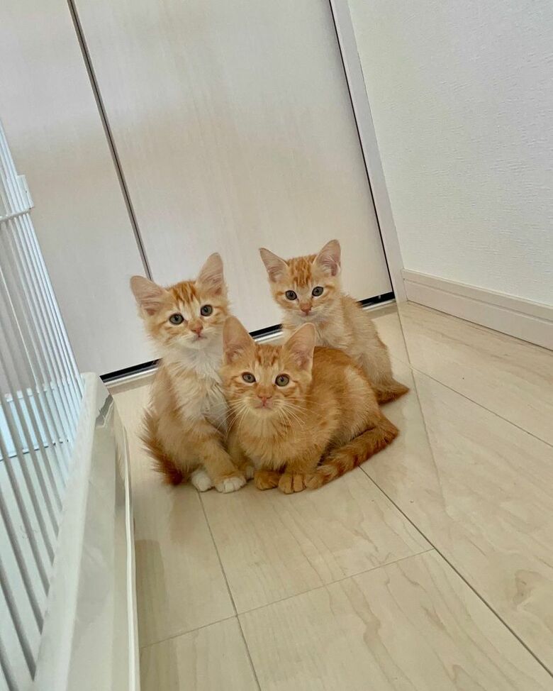 提供：oimo & yuzukiさん