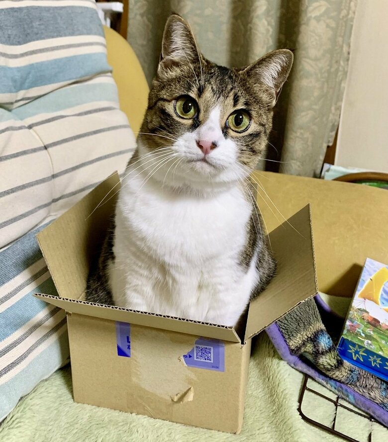 段ボール箱におさまっている