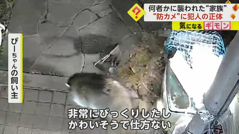 前足と口を使い「ぴーちゃん」を水槽の外へ出すアライグマ