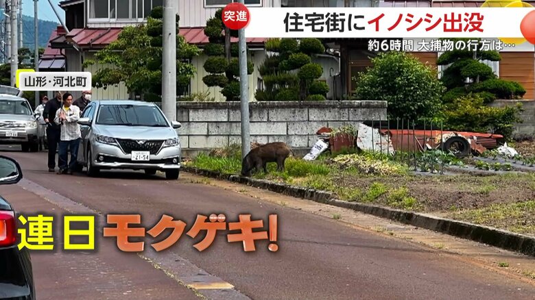 連日イノシシの目撃情報が上がっている河北町の住宅街