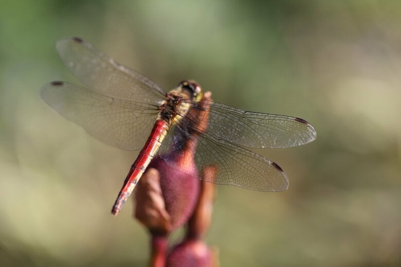 多くの人が想像する「トンボ」はこんな色？（イメージ）