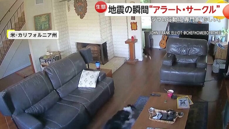 床でつるつると滑りながら、外へ一直線に向かっているパニックになった2匹の犬