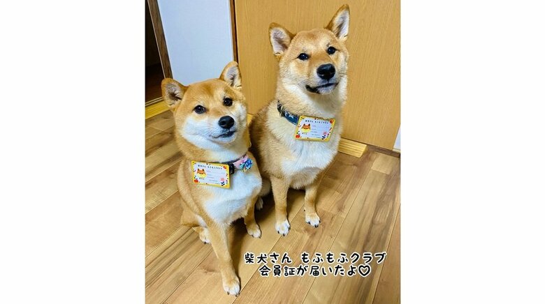 左：お姉ちゃん柴犬・ノアちゃん　右：ゆうまくん