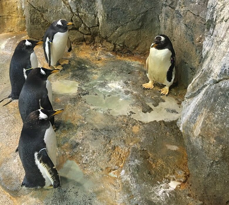 ジェンツーペンギン同士で包囲することもある（提供：長崎ペンギン水族館）