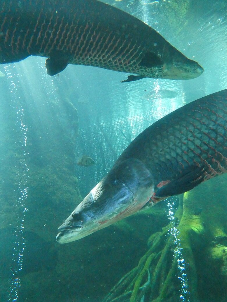優雅に泳いでいる（提供：栃木県なかがわ水遊園）