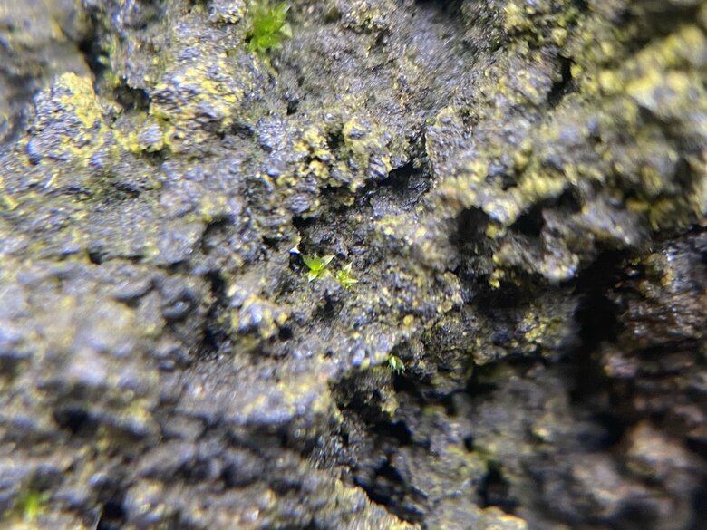 苔のむすまでチャレンジ：123日目