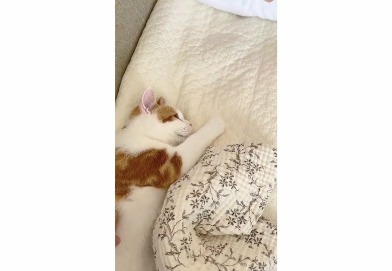 提供：こなつさん