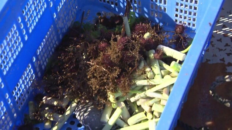 赤ウニの餌はアスパラガスの茎
