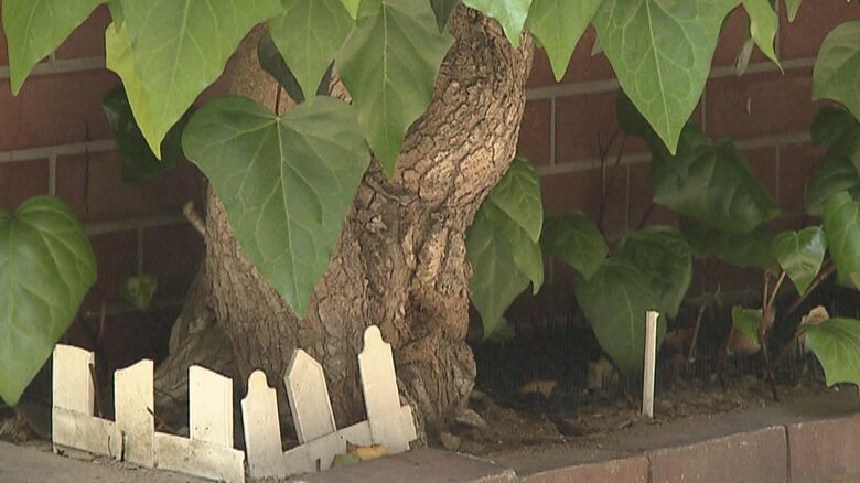 45年で幹はこんなに太く