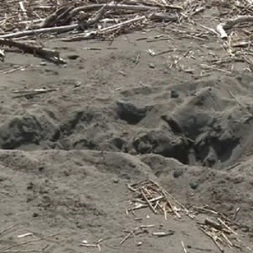 箱ワナで捕らえクマを駆除