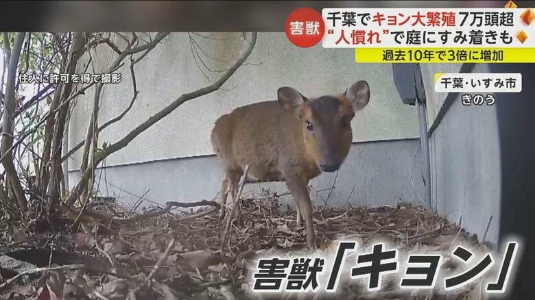 住宅にまるでペットのようにすみ着いてしまった「キョン」
