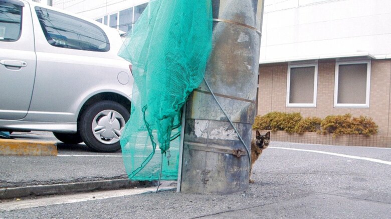 映画には道端の猫のシーンが続く。「僕は猫が好きなんです」と想田監督