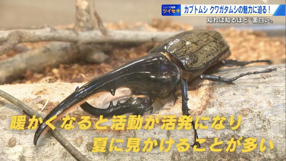 昆虫好き必見！ 体の一部分だけオス？珍しい個体も！？ 巨大アゴに