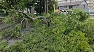 強風で倒れた木が屋根を突き破る　東京では今年初の真夏日　23区内唯一の「渓谷」が人気スポットに