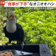 くちばしにエサが刺さってしまい…「下手すぎ」食事に苦戦するオ…