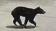 クマが小学校の通学路に出没　道路を横切り、走っていく姿が防犯カメラに　住宅や店舗が立ち並ぶ市街地で目撃相次ぐ　警察などが周辺を警戒　長野・千曲市