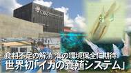 世界初「イカの養殖システム」開発　海の環境保全も期待　沖縄科学技術大学院大学【沖縄発】