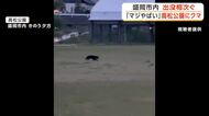 「マジやばい」高松公園にクマ　周辺で目撃情報相次ぐ　岩手・盛岡市