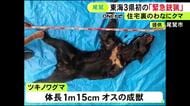 シカなど捕まえる罠にクマがかかる…三重県尾鷲市で東海3県初となる『緊急銃猟』体長1m超のオスの成獣