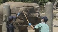 ゾウの採血やキリンの“爪切り”も 動物の健康管理は“受診動作訓練”から 動物園の獣医は休園日も大忙し【福岡発】