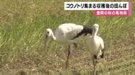稲刈りを終えた田んぼにコウノトリが集合　エサを探す姿が秋の風物詩に　一度は国内の野生で絶滅も700羽超まで回復　兵庫・豊岡市