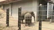 8月12日「世界ゾウの日」を前に　福岡市動物園でゾウの特別イベント　飼育員が子供たちに解説　9月12日まで毎週土曜日は「夜の動物園」も